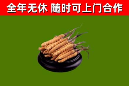 邕宁回收冬虫夏草