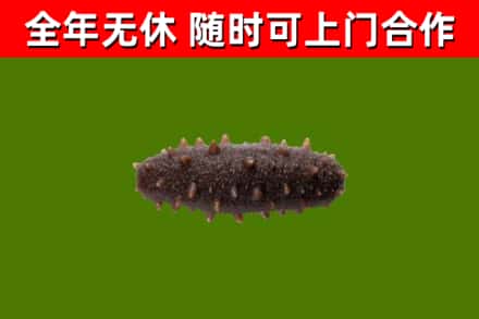 邕宁回收海参干